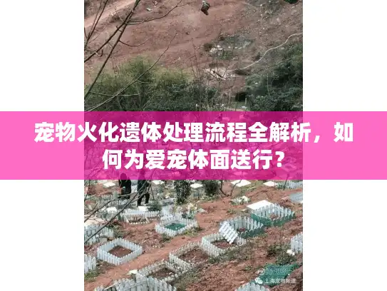 宠物火化遗体处理流程全解析，如何为爱宠体面送行？