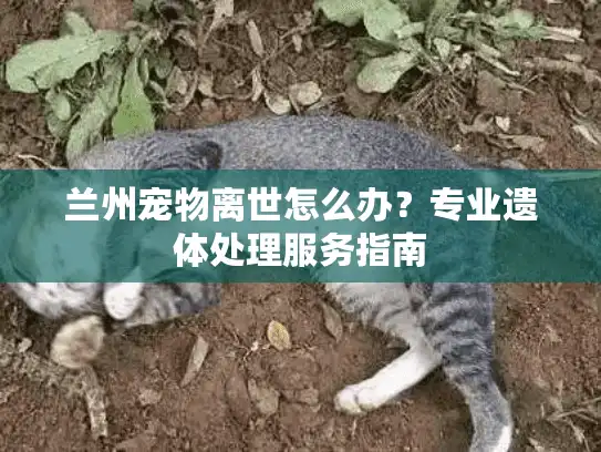 兰州宠物离世怎么办？专业遗体处理服务指南
