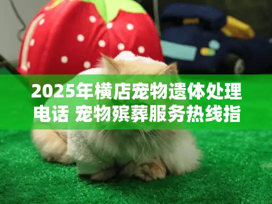 2025年横店宠物遗体处理电话 宠物殡葬服务热线指南