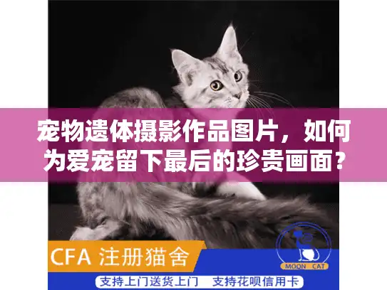 宠物遗体摄影作品图片，如何为爱宠留下最后的珍贵画面？