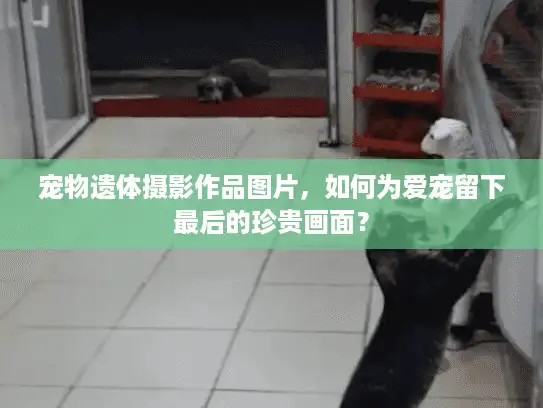 宠物遗体摄影作品图片，如何为爱宠留下最后的珍贵画面？