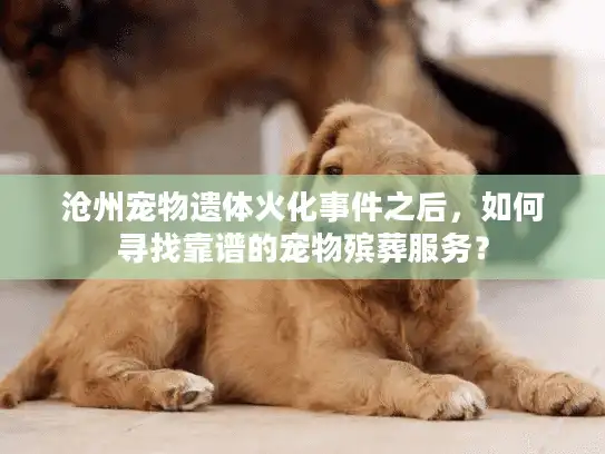 沧州宠物遗体火化事件之后，如何寻找靠谱的宠物殡葬服务？