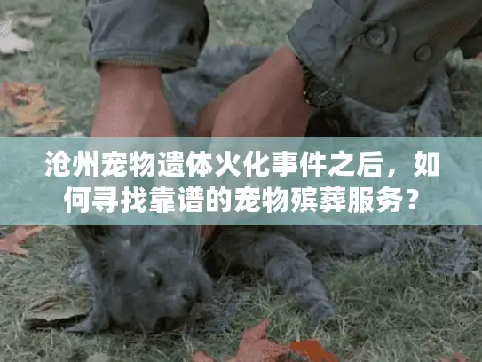 沧州宠物遗体火化事件之后，如何寻找靠谱的宠物殡葬服务？