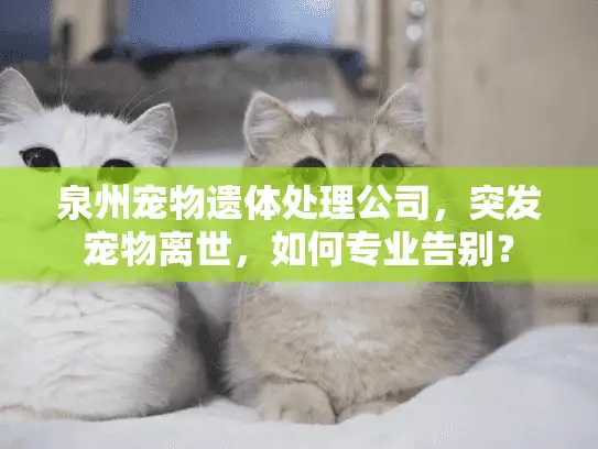 泉州宠物遗体处理公司，突发宠物离世，如何专业告别？