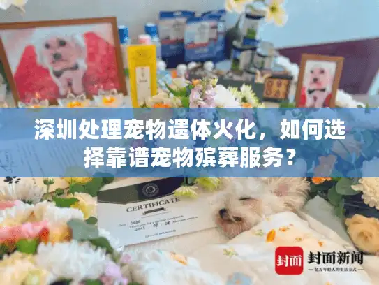 深圳处理宠物遗体火化，如何选择靠谱宠物殡葬服务？