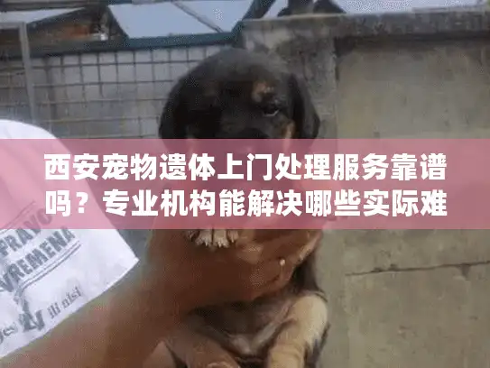 西安宠物遗体上门处理服务靠谱吗？专业机构能解决哪些实际难题？