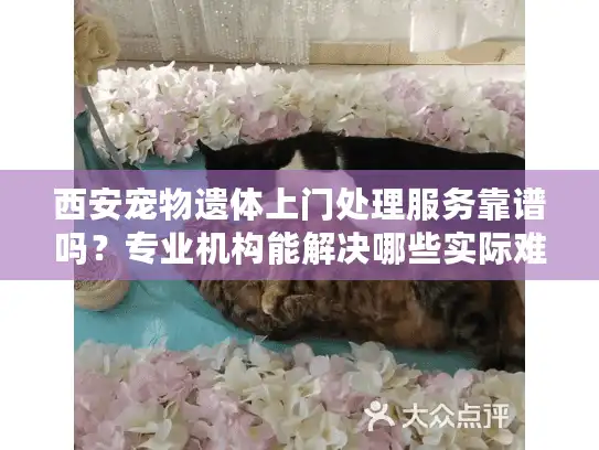 西安宠物遗体上门处理服务靠谱吗？专业机构能解决哪些实际难题？