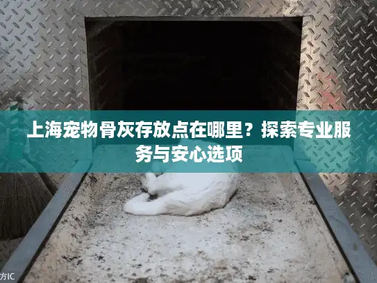 上海宠物骨灰存放点在哪里？探索专业服务与安心选项