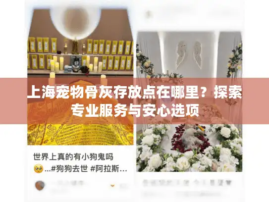 上海宠物骨灰存放点在哪里？探索专业服务与安心选项