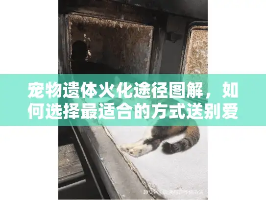 宠物遗体火化途径图解，如何选择最适合的方式送别爱宠？
