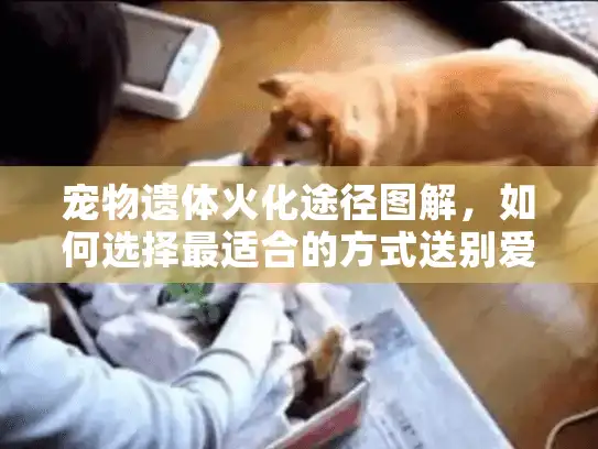 宠物遗体火化途径图解，如何选择最适合的方式送别爱宠？