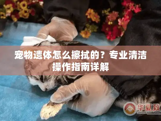 宠物遗体怎么擦拭的？专业清洁操作指南详解