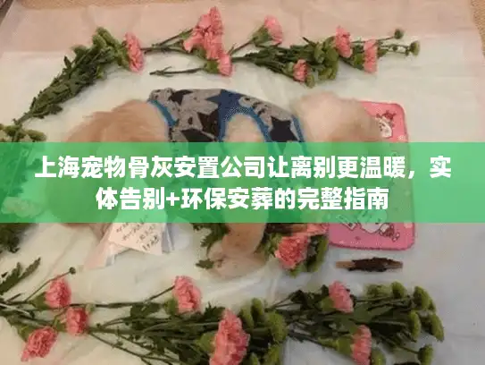 上海宠物骨灰安置公司让离别更温暖，实体告别+环保安葬的完整指南