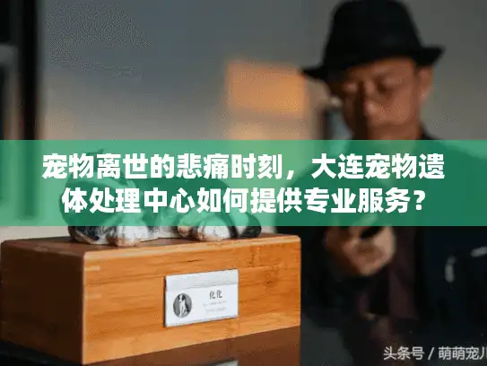 宠物离世的悲痛时刻，大连宠物遗体处理中心如何提供专业服务？
