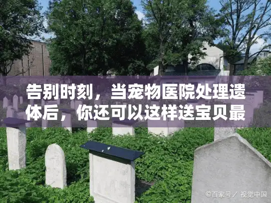 告别时刻，当宠物医院处理遗体后，你还可以这样送宝贝最后一程