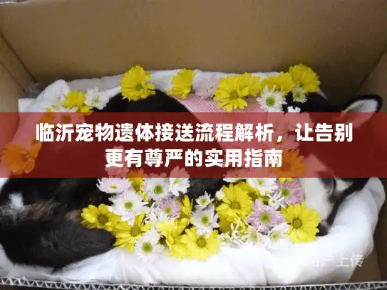 临沂宠物遗体接送流程解析，让告别更有尊严的实用指南