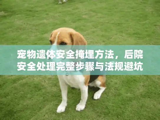 宠物遗体安全掩埋方法，后院安全处理完整步骤与法规避坑指南