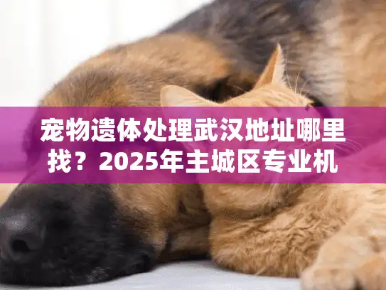 宠物遗体处理武汉地址哪里找？2025年主城区专业机构指南