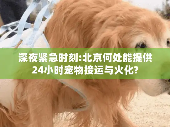 深夜紧急时刻:北京何处能提供24小时宠物接运与火化?