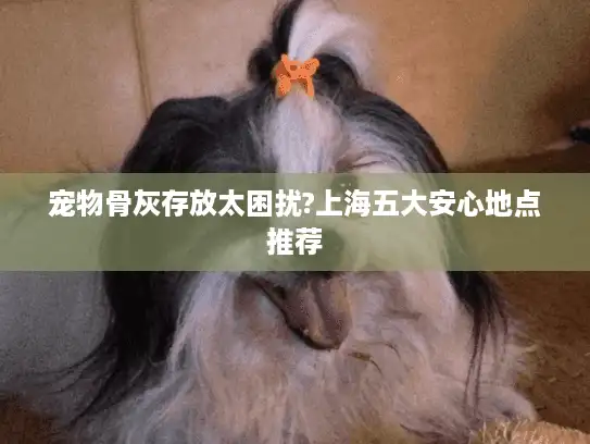 宠物骨灰存放太困扰?上海五大安心地点推荐