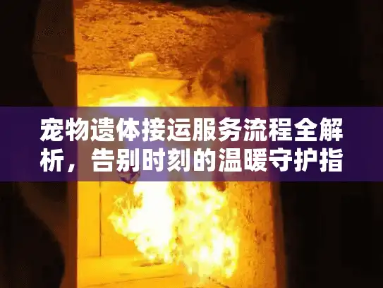 宠物遗体接运服务流程全解析，告别时刻的温暖守护指南