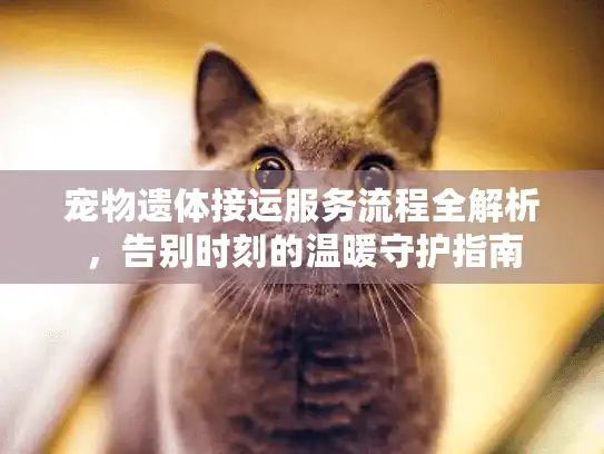 宠物遗体接运服务流程全解析，告别时刻的温暖守护指南