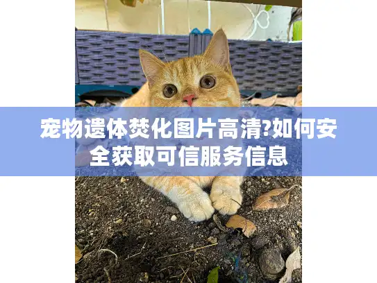 宠物遗体焚化图片高清?如何安全获取可信服务信息