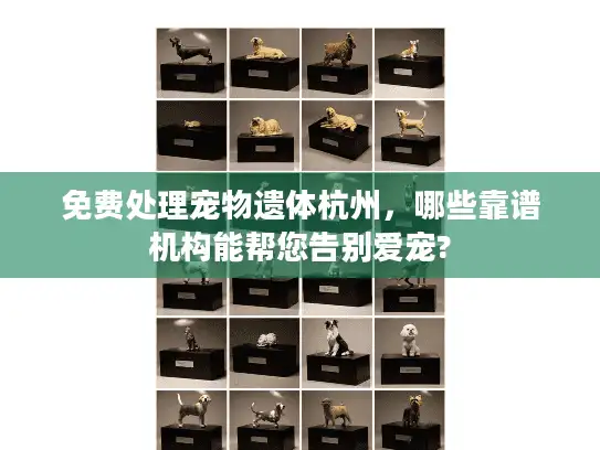 免费处理宠物遗体杭州，哪些靠谱机构能帮您告别爱宠?