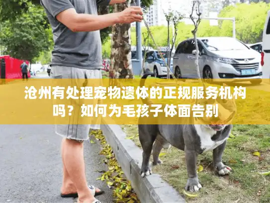 沧州有处理宠物遗体的正规服务机构吗？如何为毛孩子体面告别