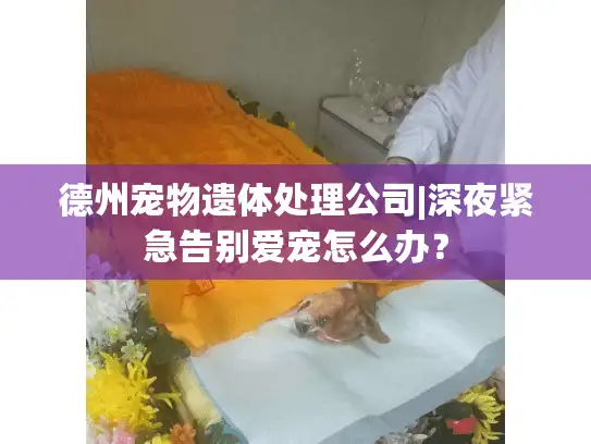 德州宠物遗体处理公司|深夜紧急告别爱宠怎么办？