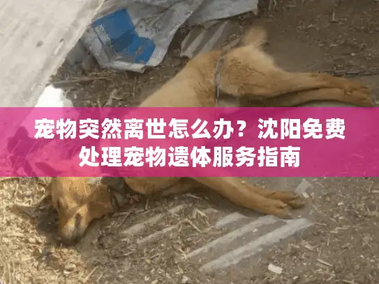 宠物突然离世怎么办？沈阳免费处理宠物遗体服务指南