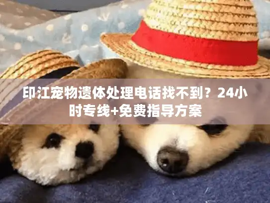 印江宠物遗体处理电话找不到？24小时专线+免费指导方案