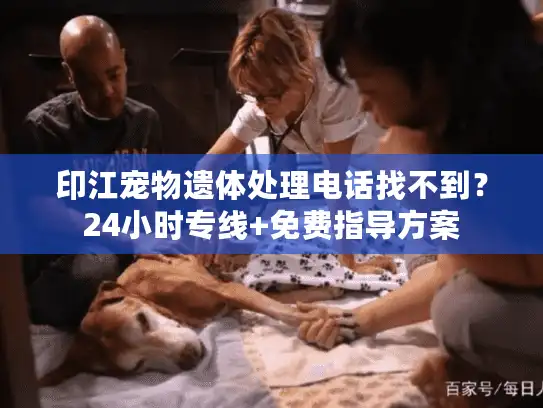 印江宠物遗体处理电话找不到？24小时专线+免费指导方案