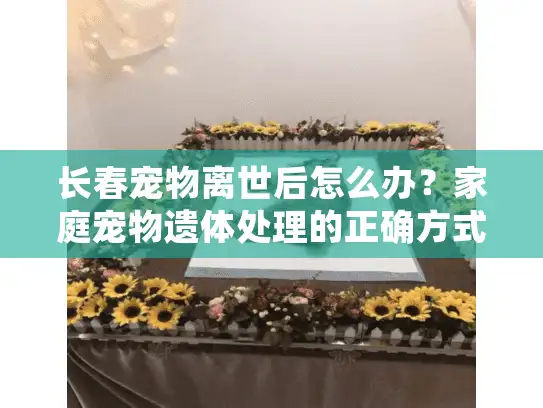 长春宠物离世后怎么办？家庭宠物遗体处理的正确方式与避坑指南