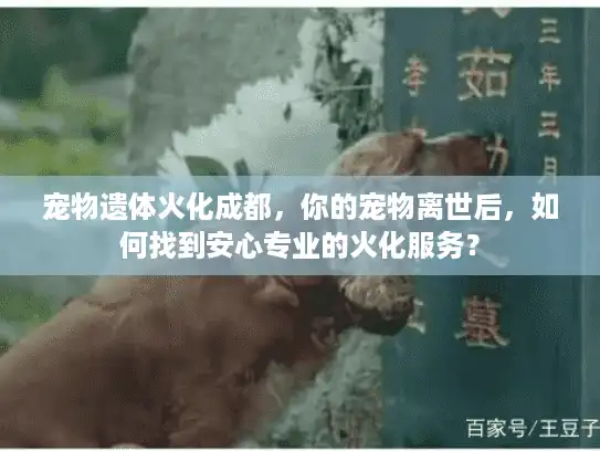 宠物遗体火化成都，你的宠物离世后，如何找到安心专业的火化服务？