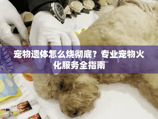 宠物遗体怎么烧彻底？专业宠物火化服务全指南