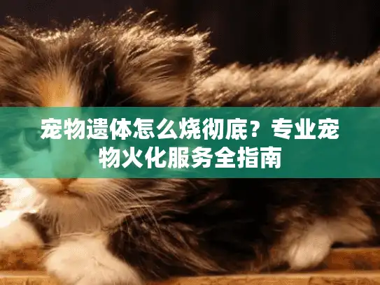 宠物遗体怎么烧彻底？专业宠物火化服务全指南