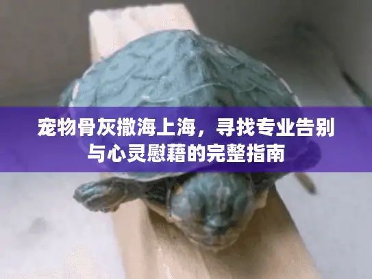 宠物骨灰撒海上海，寻找专业告别与心灵慰藉的完整指南