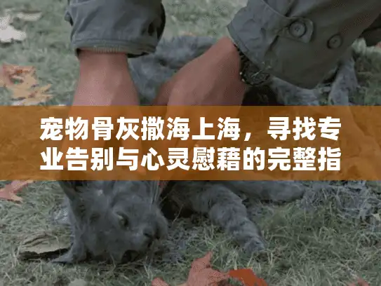 宠物骨灰撒海上海，寻找专业告别与心灵慰藉的完整指南