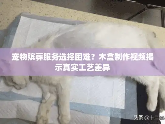 宠物殡葬服务选择困难？木盒制作视频揭示真实工艺差异