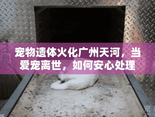 宠物遗体火化广州天河，当爱宠离世，如何安心处理？
