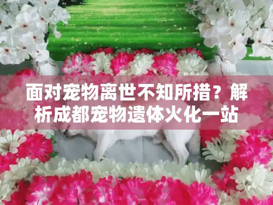 面对宠物离世不知所措？解析成都宠物遗体火化一站式服务流程