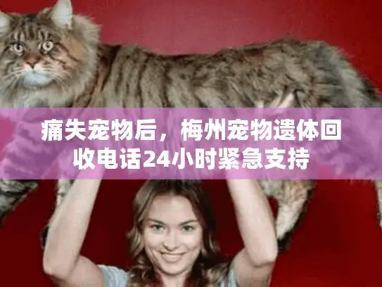 痛失宠物后，梅州宠物遗体回收电话24小时紧急支持