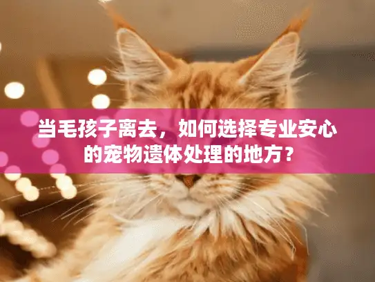 当毛孩子离去，如何选择专业安心的宠物遗体处理的地方？