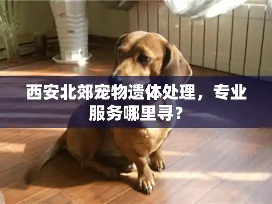 西安北郊宠物遗体处理，专业服务哪里寻？