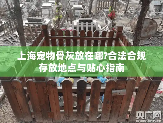 上海宠物骨灰放在哪?合法合规存放地点与贴心指南