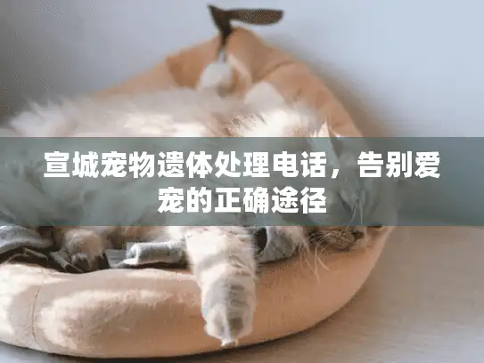 宣城宠物遗体处理电话，告别爱宠的正确途径