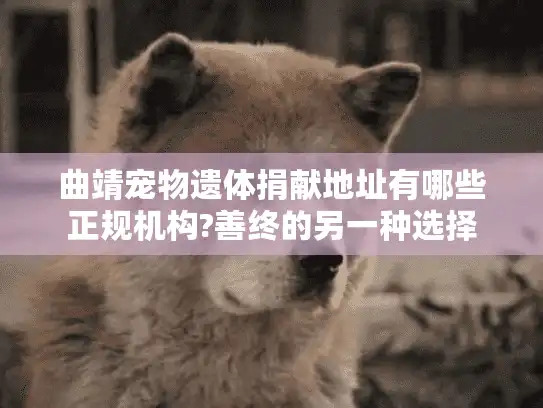 曲靖宠物遗体捐献地址有哪些正规机构?善终的另一种选择