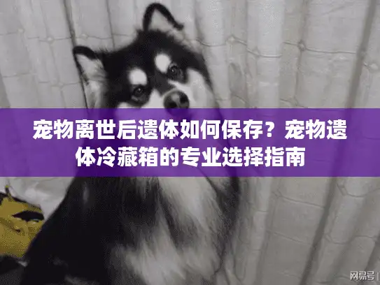宠物离世后遗体如何保存？宠物遗体冷藏箱的专业选择指南