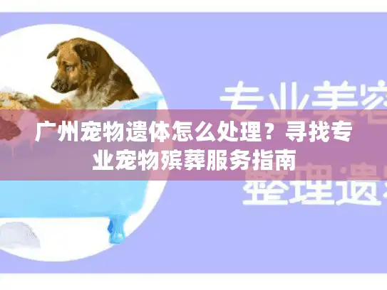 广州宠物遗体怎么处理？寻找专业宠物殡葬服务指南